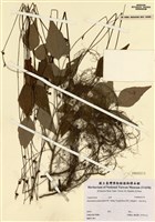 藏品(小山螞蝗)的圖片